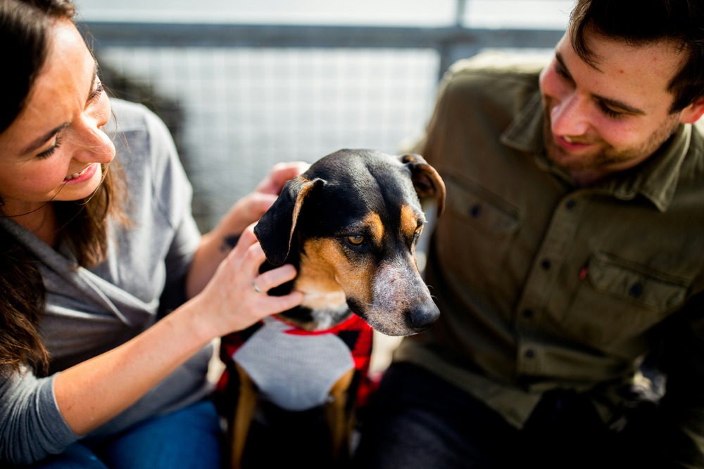 Dog being given loving scratches from a man and a woman