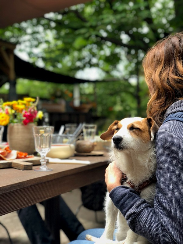 Jack Russell Terrier sitting on woman's lap