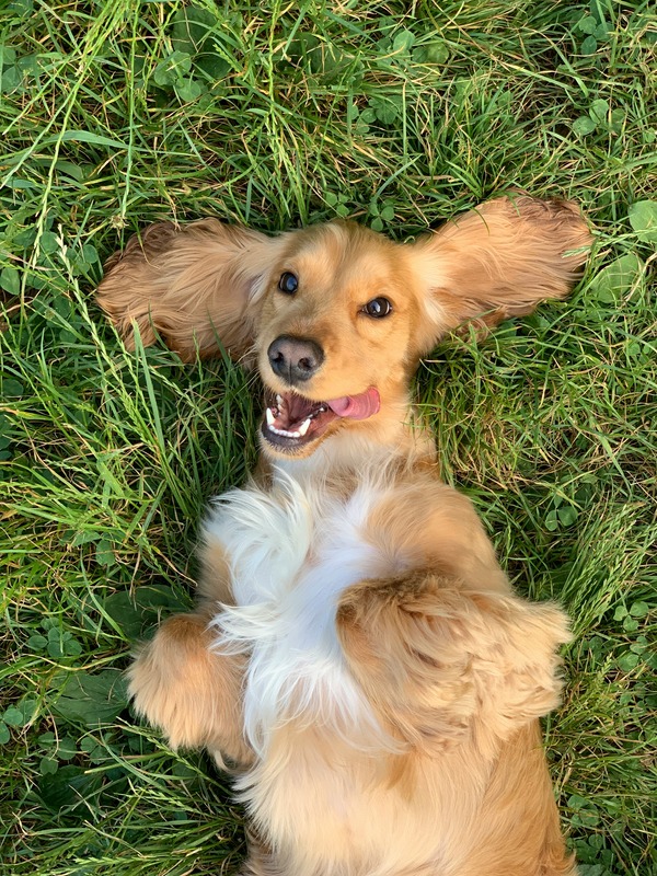 Floppy-eared dog laying on his back on the grass