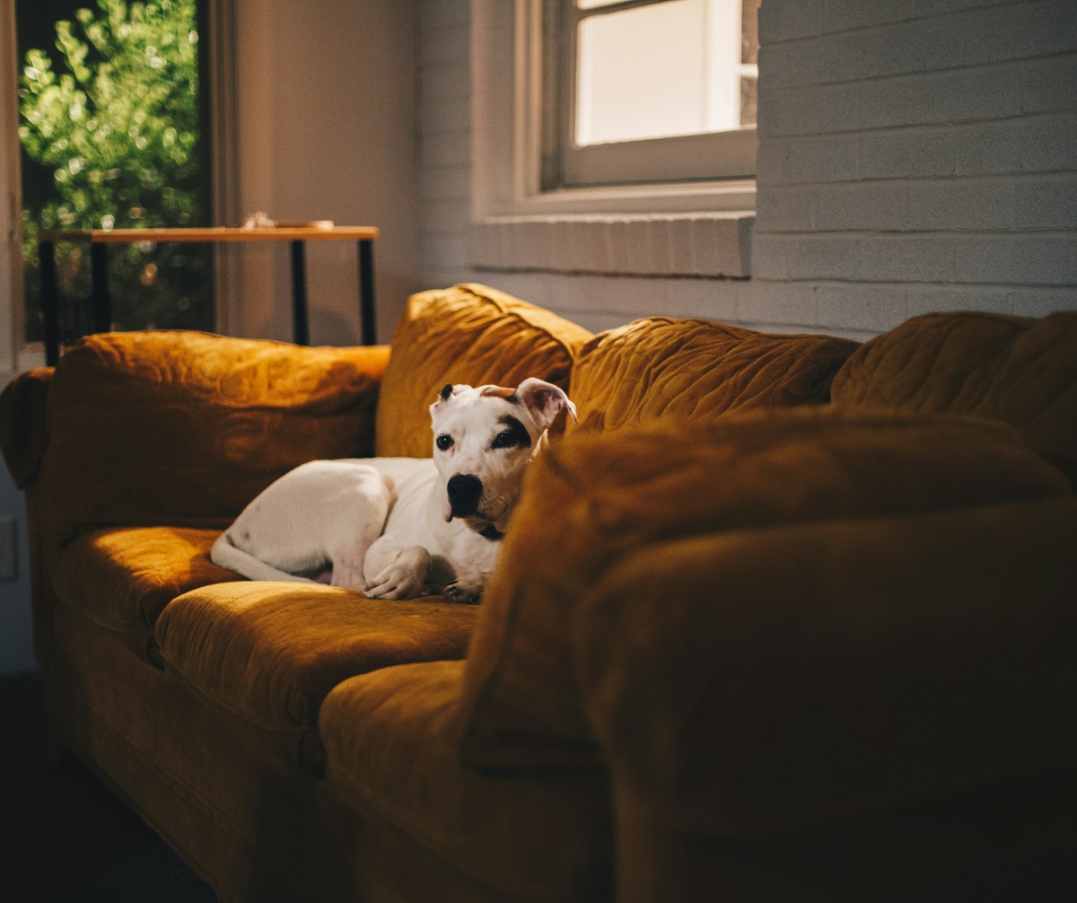 Medium-sized dog relaxing on sofa