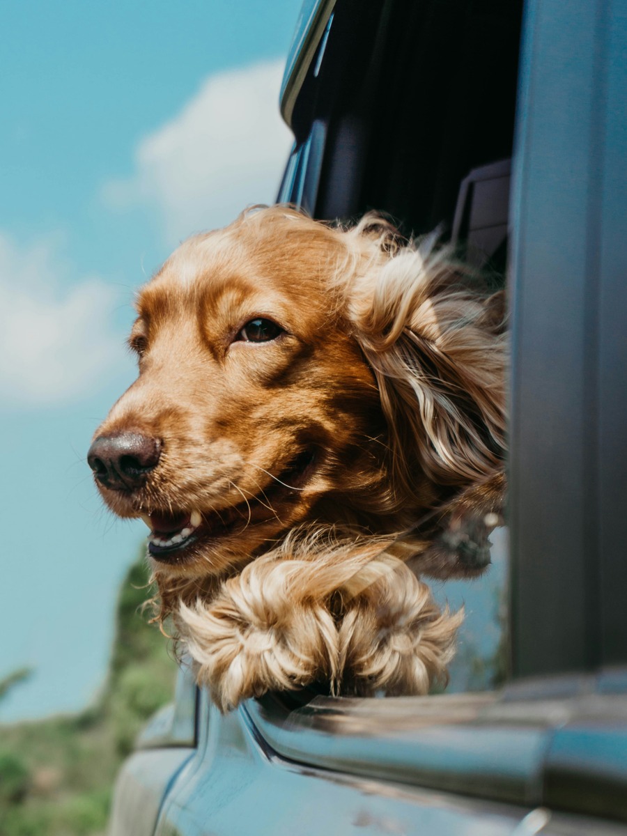 Caramel-colored dog with head hanging out of car window