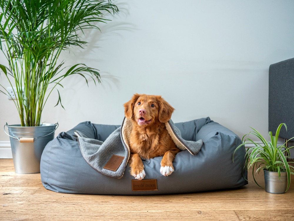 Medium-sized, light-brown dog relaxing on a dog bed