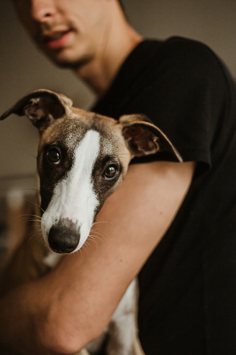 Greyhound with brown and white face in man's arms